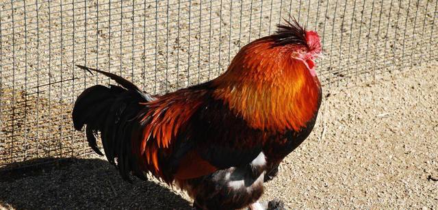 Poultry Net, photo 4