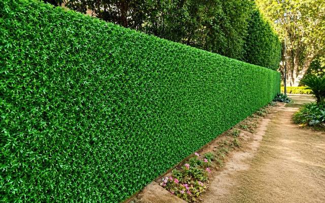 Grass Chainlink Fence, photo 7